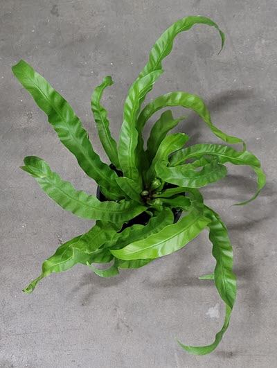 Hurricane Birdnest Fern